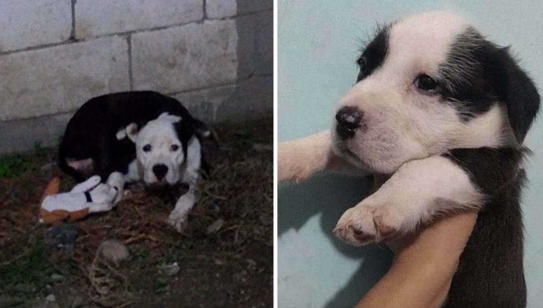 Perrita perdió todos sus cachorros en parto y las redes sociales se unieron para consolarla