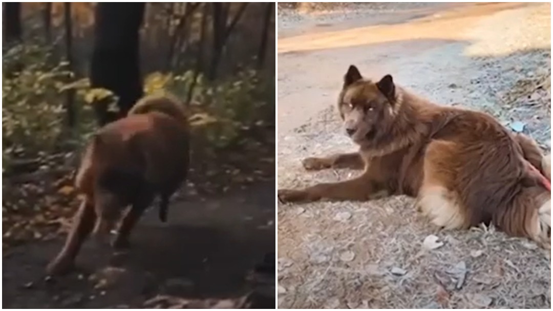 Extraño husky siberiano es confundido con lobo: video