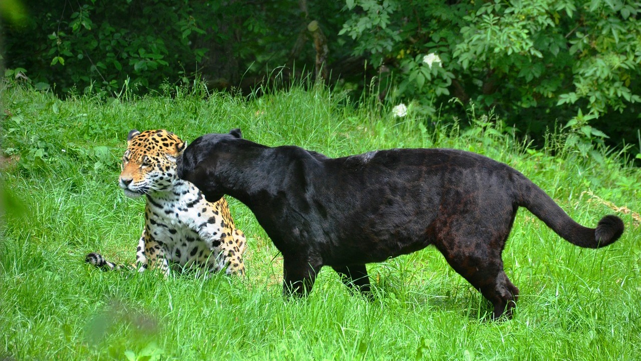 Hombre en EEUU paga por "experiencia" con leopardo que lo ataca salvajemente